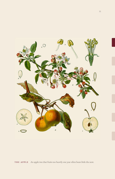 Page 4 of 16: The apple (plate)