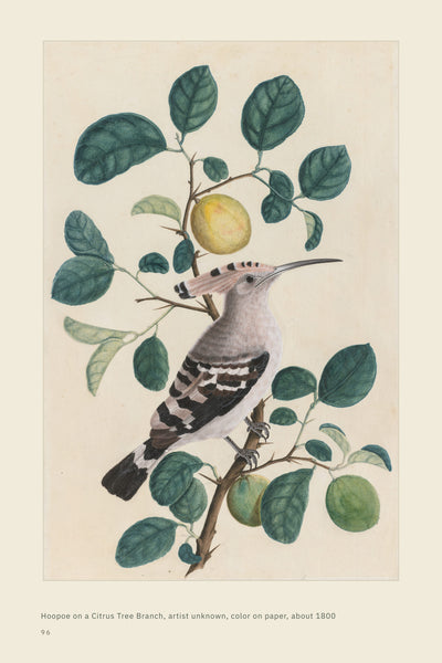 Page 15 of 16: The hoopoe: hoopoe painting