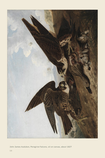 Page 1 of 16: The birds above you: falcon plate