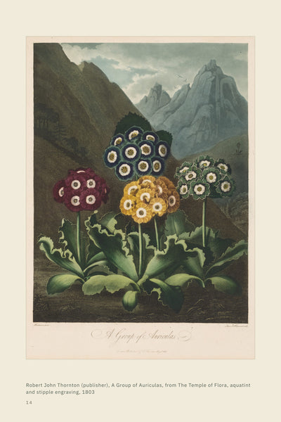 Page 3 of 16: What mercy leaves behind: auricula plate