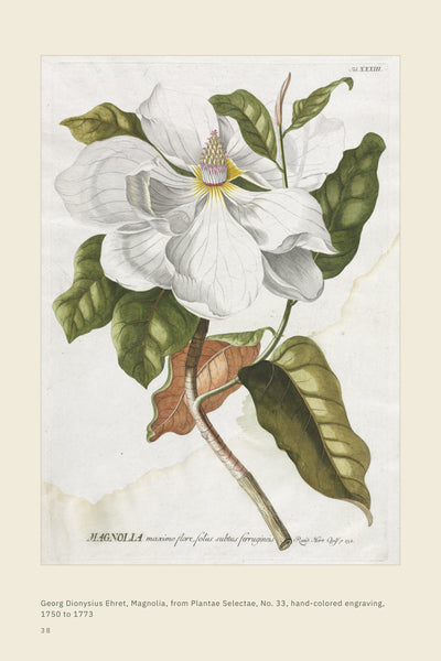 Page 5 of 16: A good word is like a good tree: magnolia plate